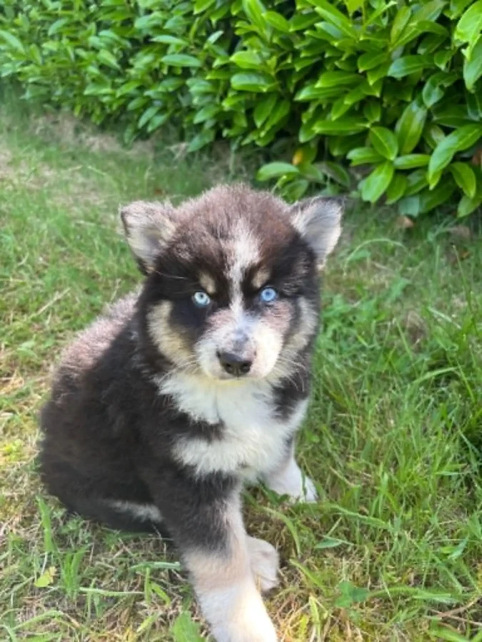Balto