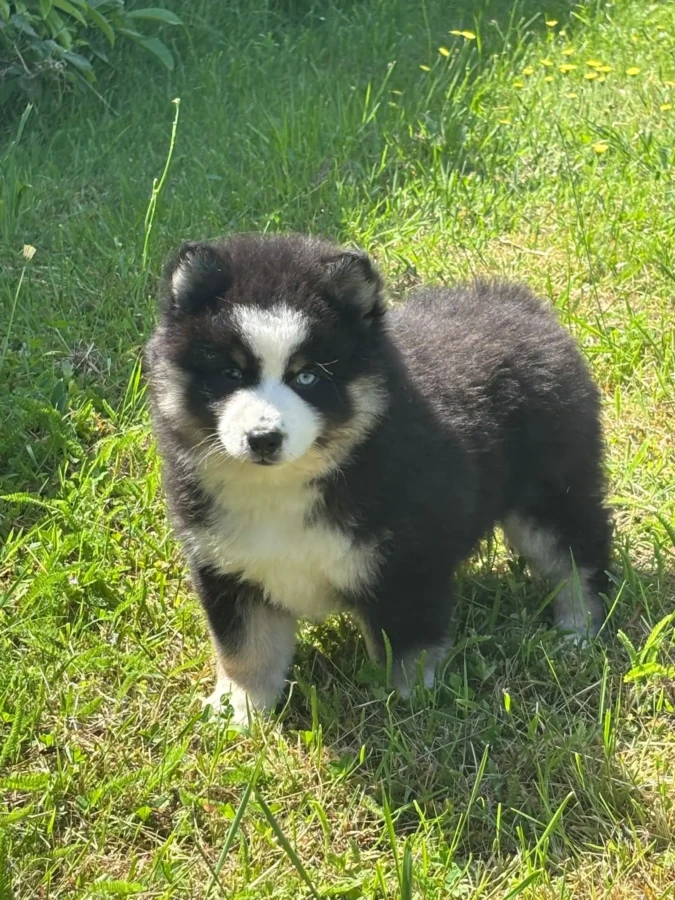 Bandit