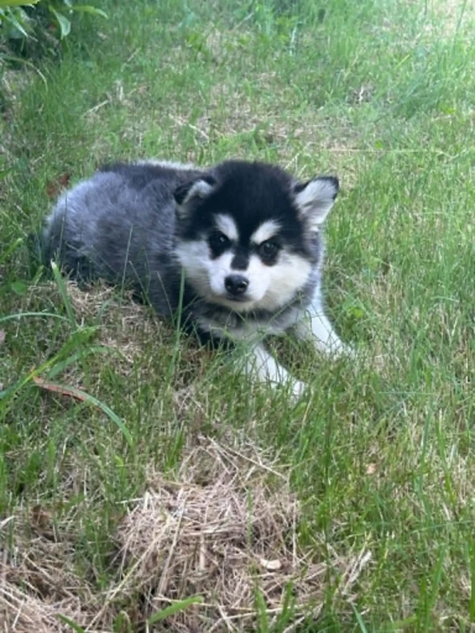 Bella