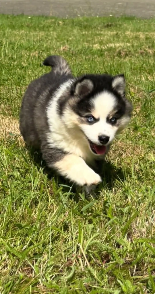 Benji
