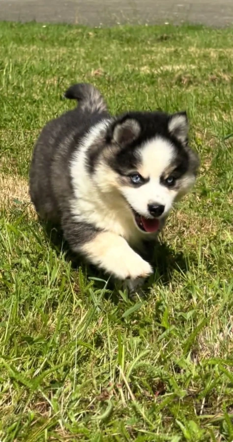 Benji