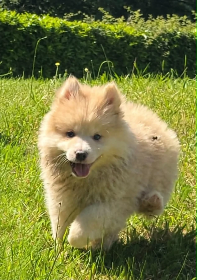 Bisou
