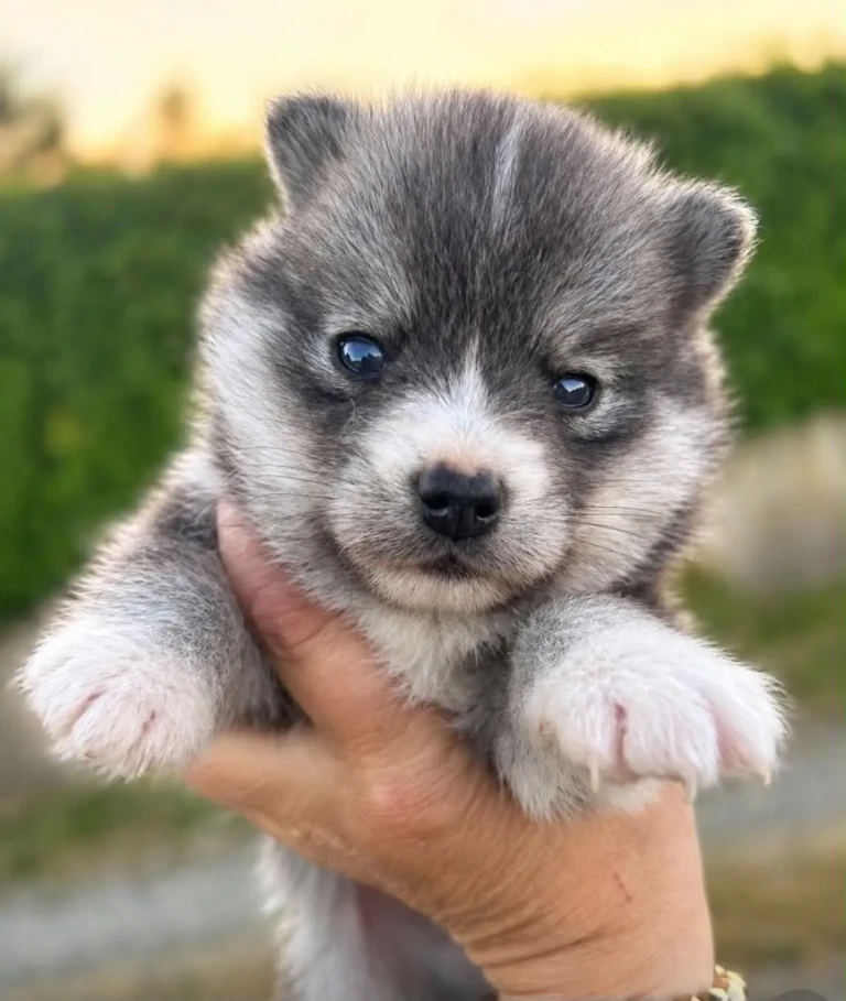 Chiot Pomsky nain de petite taille