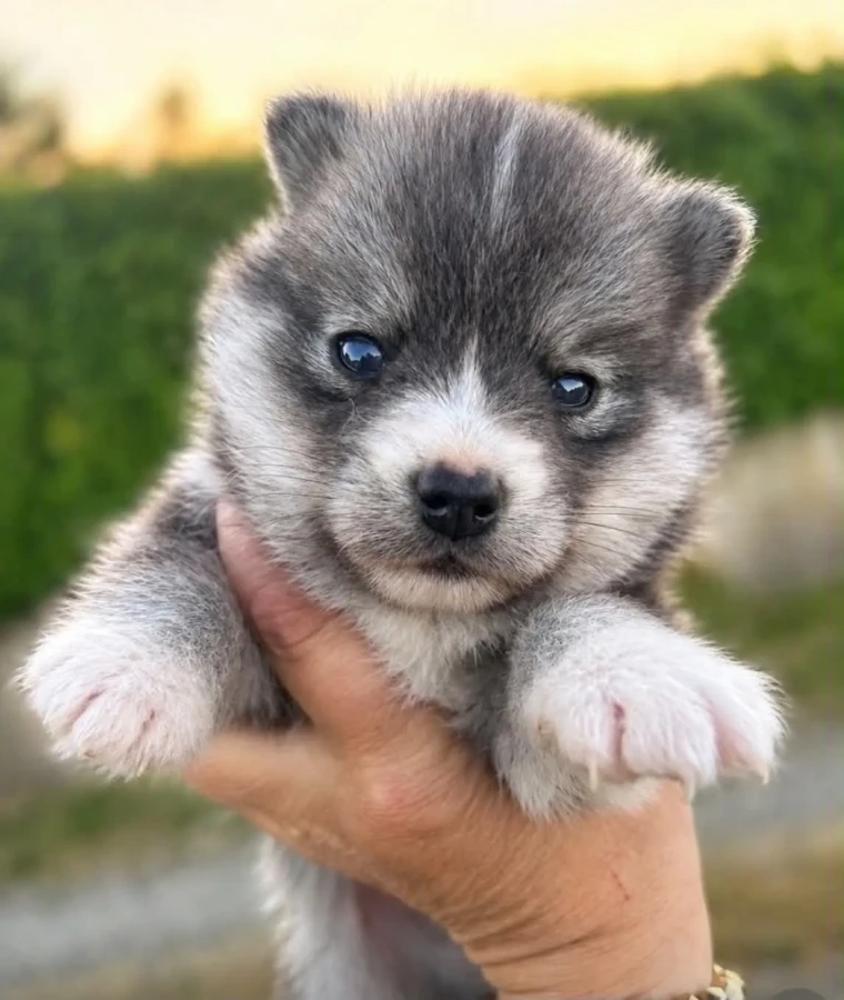 Chiot Pomsky nain de petite taille